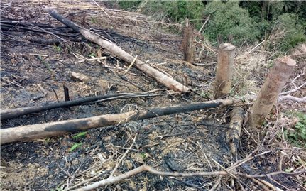 Nghệ An: “Nóng” tình trạng phá rừng
