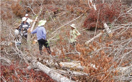 Huyện Đồng Xuân (Phú Yên): Nhiều đối tượng ồ ạt phá rừng chiếm đất