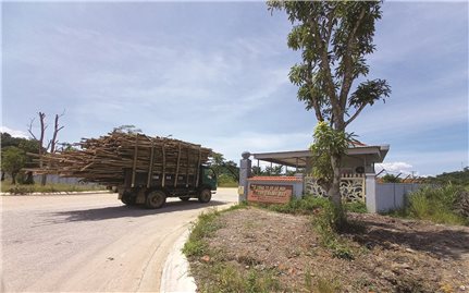 Hà Tĩnh: Doanh nghiệp gỗ gây ô nhiễm môi trường