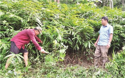 Điện Biên: Phát triển kinh tế rừng cho hiệu quả 