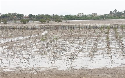 Hàng chục ha rừng ngập mặn mới trồng ở Hà Tĩnh chết trắng: Chờ ý kiến Bộ để trồng lại