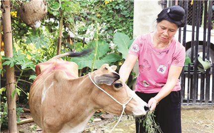 Điện Biên: Hộ nghèo nhận bò lại “đeo” khoản nợ