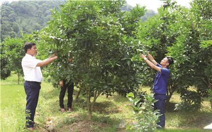 EVFTA: Đưa nông sản Việt vào chuỗi cung ứng toàn cầu