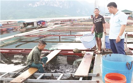 Quỳnh Nhai (Sơn La): Triển vọng làm giàu  từ nuôi cá lồng