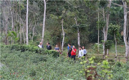 Vùng cao Hà Giang: Cơ hội làm giàu từ “cây rừng, quả dại”