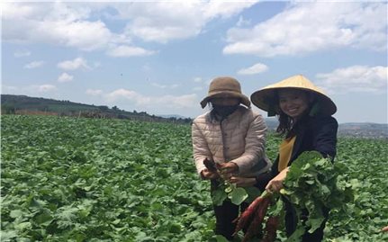 Nông dân Tà Hine làm nông nghiệp công nghệ cao