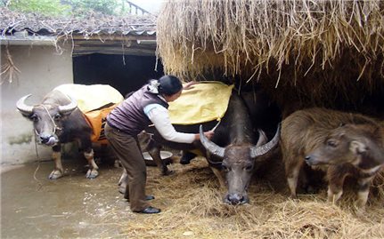 Khẩn trương ứng phó rét đậm, rét hại và băng giá