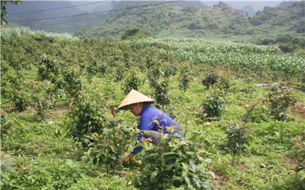 Phương hướng phát triển sản xuất, giảm nghèo bền vững cho vùng DTTS và miền núi