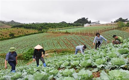 Công ty TNHH ĐT và Xây dựng Dự án DAH86: Hiệu quả chuỗi sản xuất rau an toàn trái vụ ở Mộc Châu