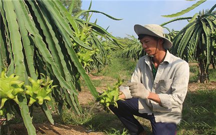 Tiền Giang: Chuyển đổi 7.700 ha đất lúa sang trồng cây ăn quả và nuôi thủy sản