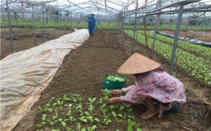 Đà Nẵng:Tập trung hỗ trợ nông dân khôi phục trồng trọt, chăn nuôi sau bão lũ