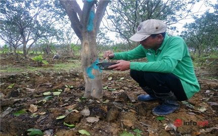 Thừa Thiên- Huế: Nỗ lực cứu vườn cây thanh trà