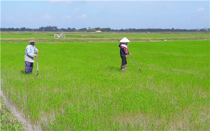 Bộ Nông nghiệp và phát triển nông thôn: Tạo sinh kế tạm thời cho người dân miền Trung sau mưa lũ