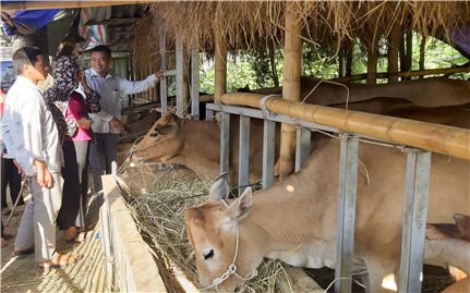 Điện Biên: Thúc đẩy sản xuất từ những mô hình khuyến nông