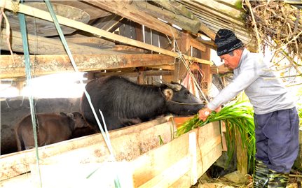 Lào Cai: Dồn sức phòng, chống rét đậm, rét hại