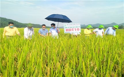 Tuyên Quang: Nông dân gia tăng thu nhập nhờ trồng các giống lúa chất lượng cao