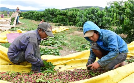 Cà phê được giá, nhưng lại mất mùa