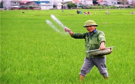 Nghệ An: Thời tiết thuận lợi, nông dân xuống đồng sớm để chăm lúa