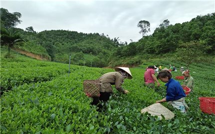 Tuyên Quang: Nông dân tích cực áp dụng Chương trình IPM trên cây trồng
