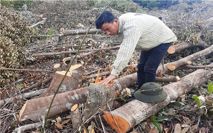 Khánh Hòa: Rừng Suối Tân bị phá, chính quyền 