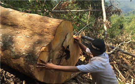 Khánh Vĩnh (Khánh Hòa): Rừng đầu nguồn bị phá nghiêm trọng, các ngành chức năng không hay biết?
