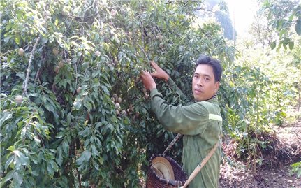 Sơn La: Giải pháp cho quả mận rớt giá do ảnh hưởng dịch bệnh Covid-19
