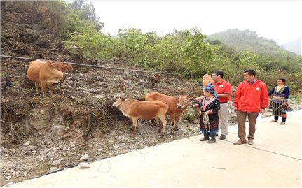 “Ngân hàng bò” giúp người dân Sìn Hồ thoát nghèo