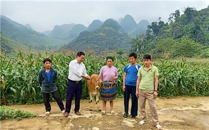 Hà Giang: Giảm nghèo từ mô hình nuôi bò luân chuyển