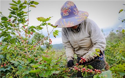 Lập lại vị thế cây cà phê Arabica ở Đông Trường Sơn: Hồi sinh (Bài 1)