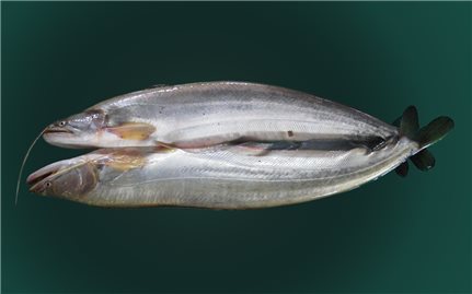 Kỹ thuật nuôi cá leo thương phẩm trong ao