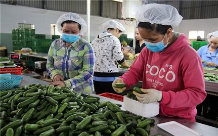 Phát triển đa dạng phương thức kinh doanh tiêu thụ nông sản theo chuỗi bền vững