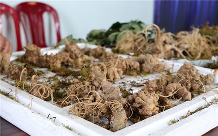 Mang sâm Ngọc Linh giả về Kon Tum tiêu thụ
