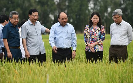 ĐBSCL: Từ 