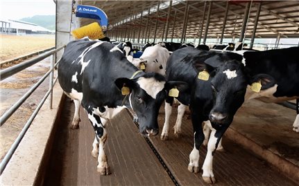 Thêm 2.100 con bò sữa từ Mỹ đã gia nhập đàn tại trang trại Vinamilk Quảng Ngãi