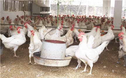 Kỹ thuật nuôi và chăm sóc gà Ai Cập