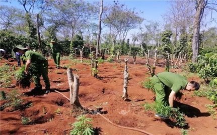 Tình trạng trồng trái phép cây cần sa diễn biến phức tạp tại Đắk Lắk