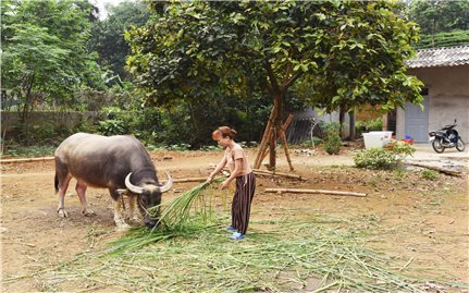 Bảo Thắng (Lào Cai): Dự án nuôi trâu giống sinh sản đang bị 
