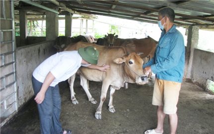 Đẩy mạnh công tác phòng, chống bệnh viêm da nổi cục trên trâu, bò