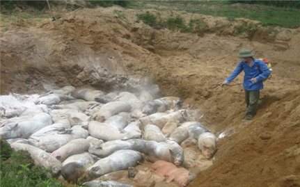 Tiêu hủy 980 con lợn nhập khẩu từ Thái Lan mắc bệnh dịch tả lợn châu Phi