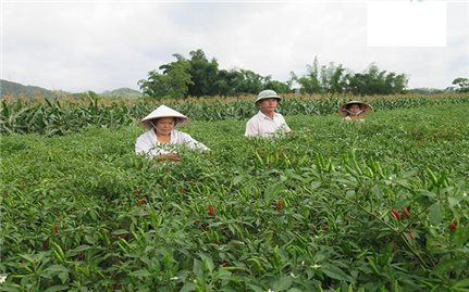 Ban Dân tộc Lạng Sơn: Kiểm tra, giám sát việc triển khai các chính sách dân tộc tại cơ sở