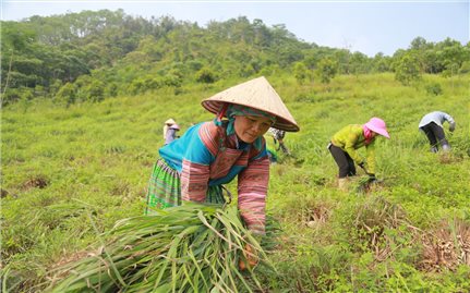 Bảo Yên - Điểm sáng trong sản xuất nông nghiệp ở Lào Cai