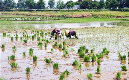 Trung Bộ hối hả sản xuất lúa hè thu
