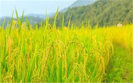 Giá lúa gạo hôm nay 23/7: Giữ mức ổn định