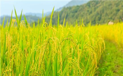 Giá lúa gạo hôm nay 27/7: Giá lúa đồng loạt giảm