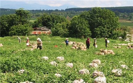 Người Đắk Lắk, Đắk Nông gom rau xanh, củ cải gửi tặng TP. Hồ Chí Minh chống dịch