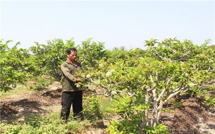 Ninh Thuận: Huyện Thuận Nam phát triển cây ăn quả có giá trị kinh tế cao