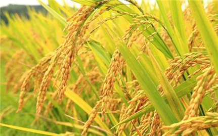 Giá lúa gạo hôm nay 26/7: Giá gạo tăng giảm trái chiều
