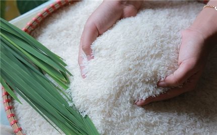 Giá lúa gạo hôm nay 30/7: Giá lúa OM 5451 5.500 - 5.700 đồng/kg