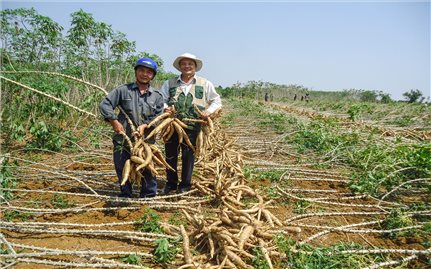 Trồng sắn giống mới giúp nông dân ở Đức Bình Đông thoát nghèo