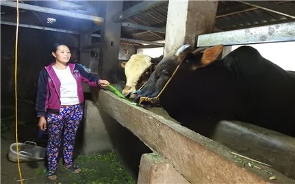 Mèo Vạc (Hà Giang): Tập trung dập dịch viêm da nổi cục cho trâu, bò